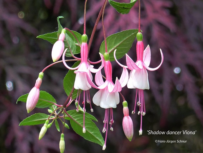 Shadow Dancer® Viona