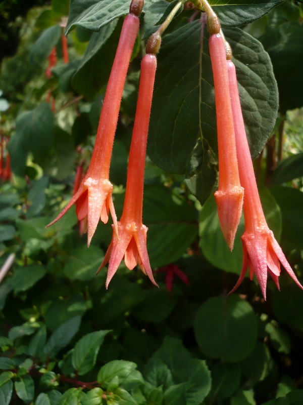 Her Majesty’s Crown