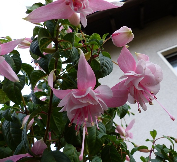 Karstkönigin Bianca