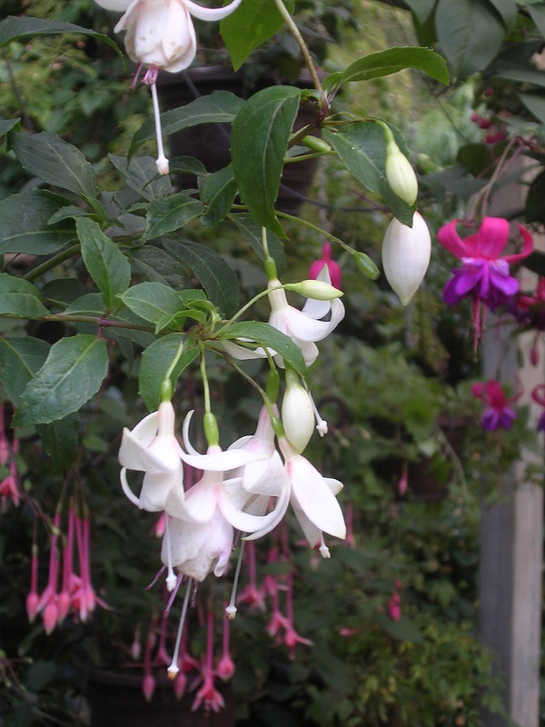 Unserer Rätseltante Elfi