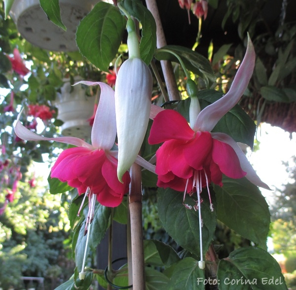 Ingrid und Werner Kessler