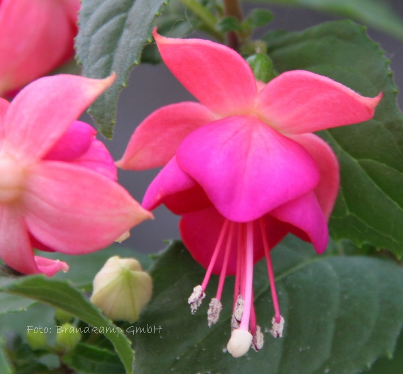 Jollies Force Tarbes