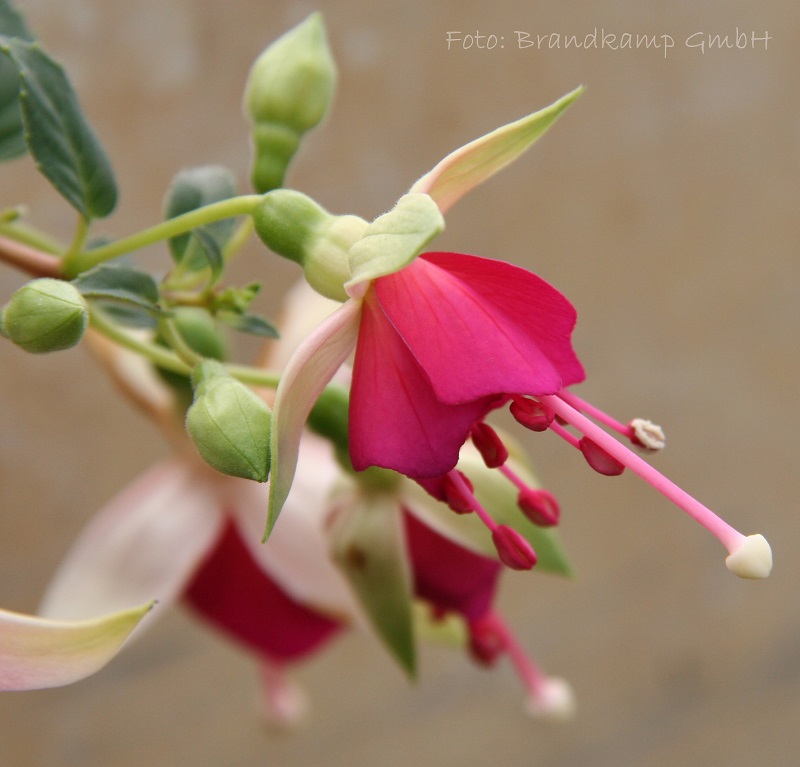 Jollies Trailing Lille