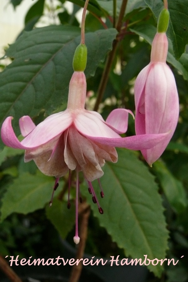 Heimatverein Hamborn