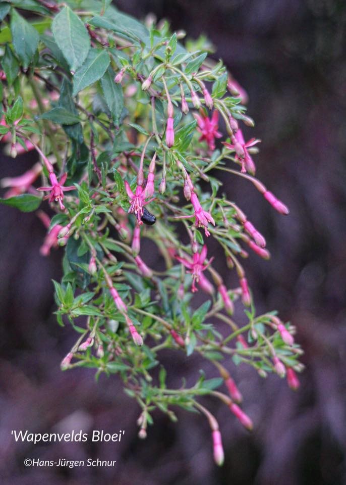 Wapenvelds Bloei