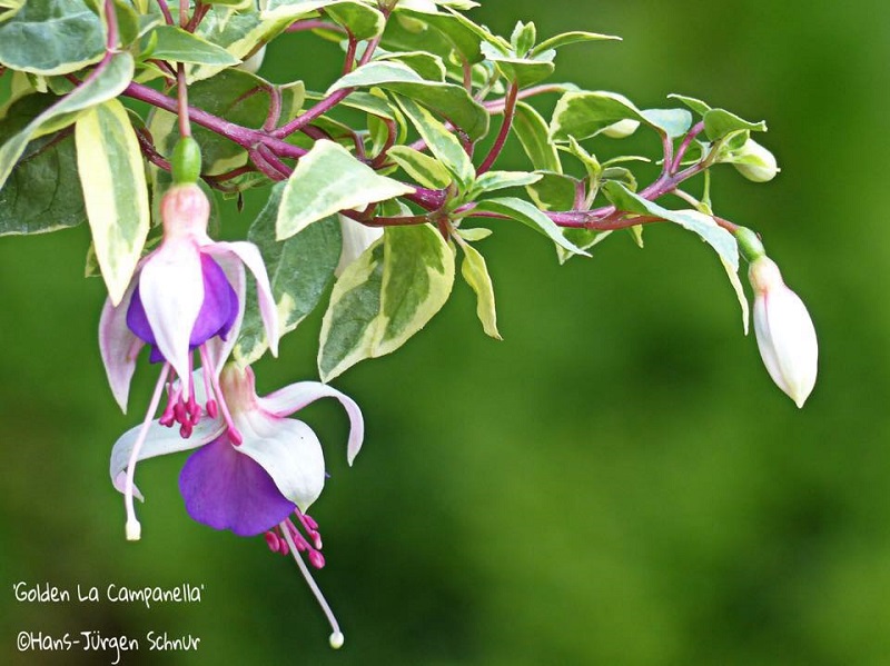 Golden la Campanella