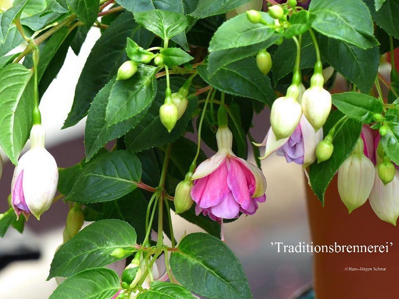 Traditionsbrennerei Nordhausen