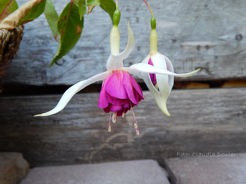Botanische Gärten Bonn