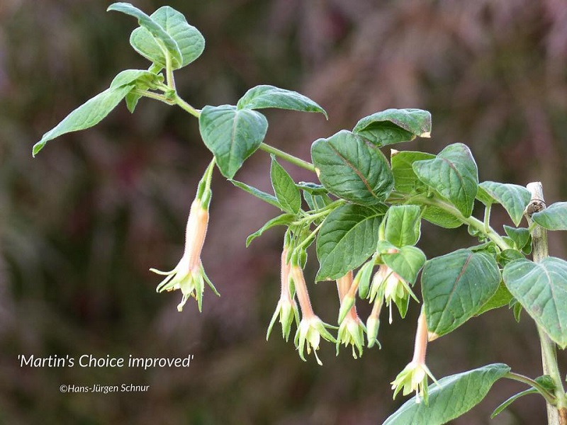 Martin's Choice Improved