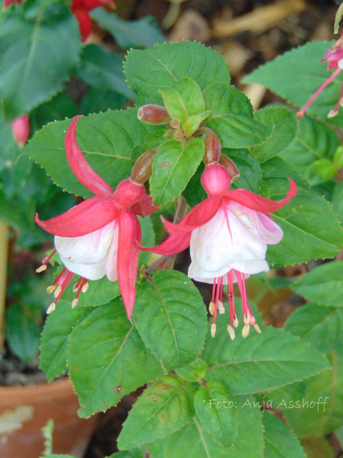 Architekt Ludwig Mercher