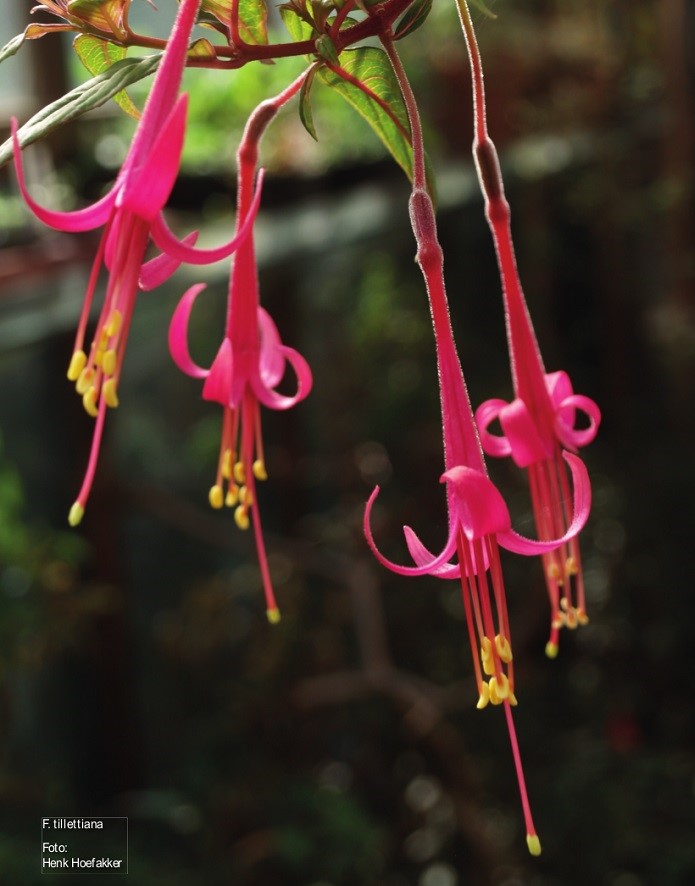 Fuchsia tillettiana