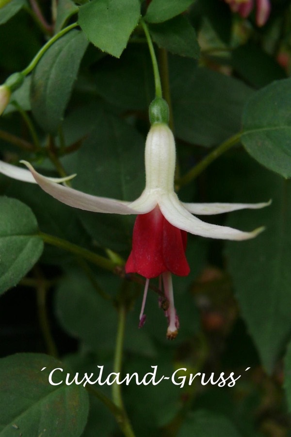 Cuxland Gruß