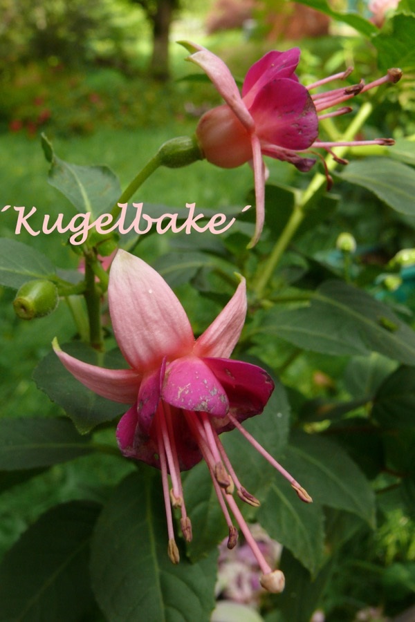 Kugelbake