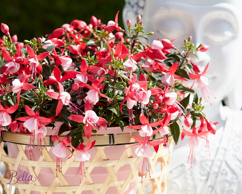 Bella Fuchsia® Evita