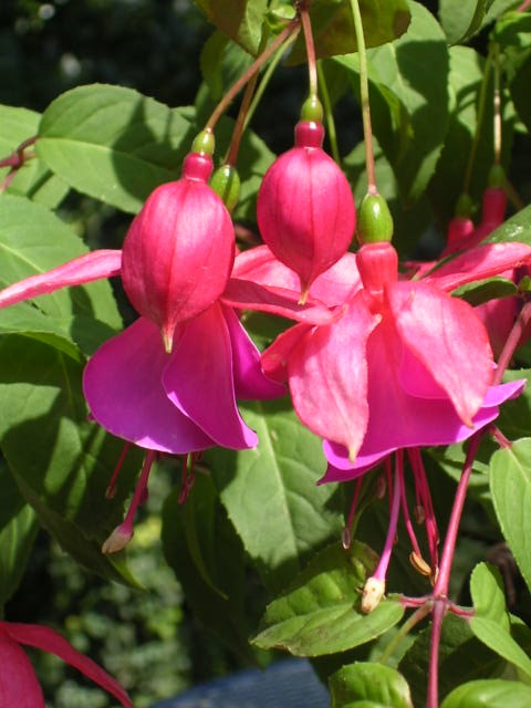 Naturpark Sölktäler