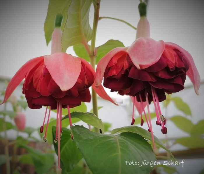 Christel Sembach Krone