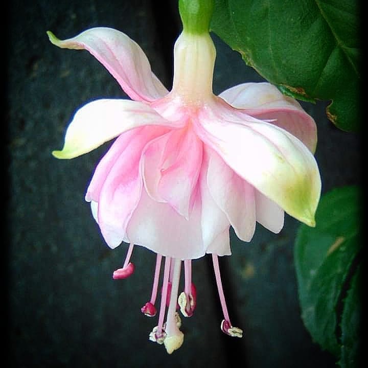 Carol Lynn Whittemore