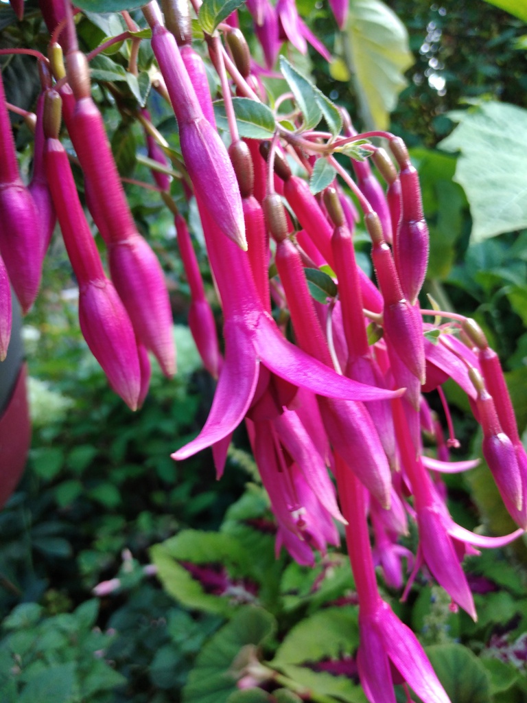 40 Jahre Deutsche Fuchsien-Gesellschaft