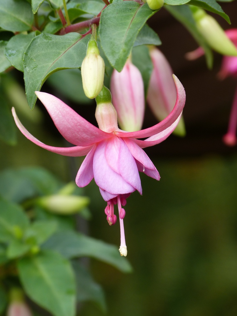 Kleine Walkenriederin