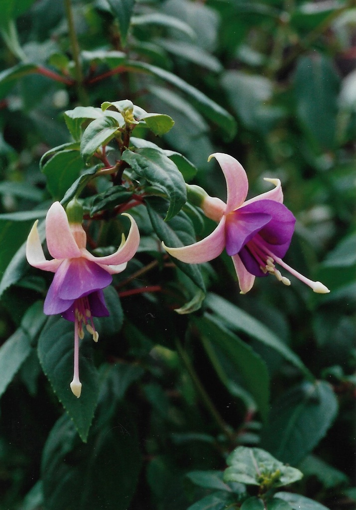 President Leo Boullemier