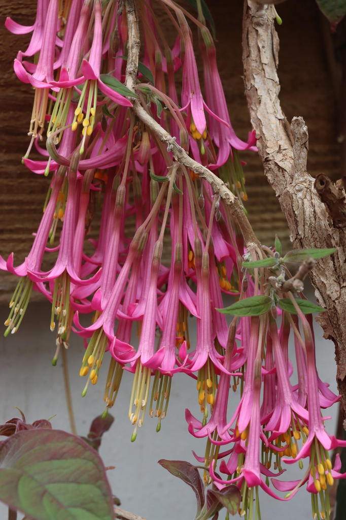 Fuchsia mezae