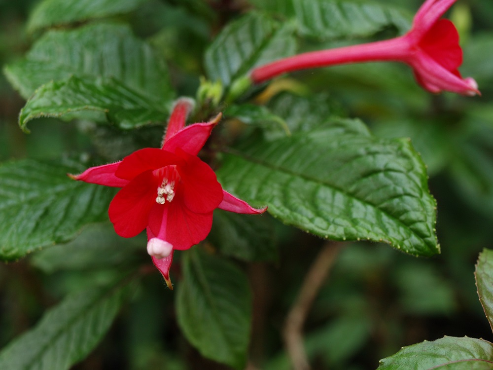 Fuchsia macrostigma