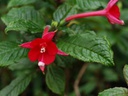 Fuchsia macrostigma