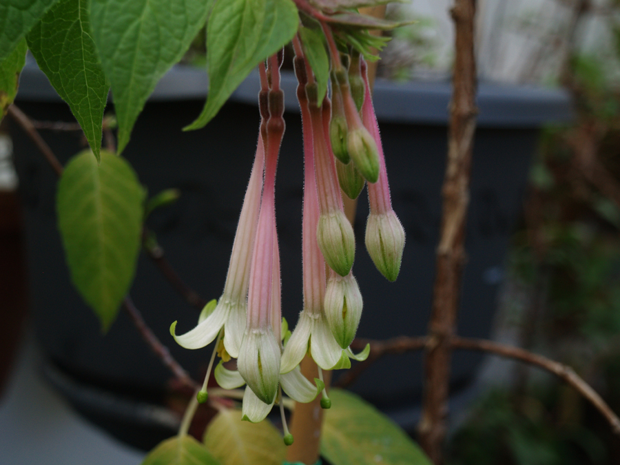 Fuchsia pilaloensis