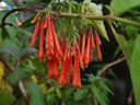 Fuchsia dependens