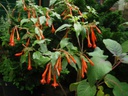 Fuchsia scherffiana