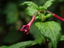 Fuchsia nigricans