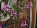 Fuchsia juntasensis