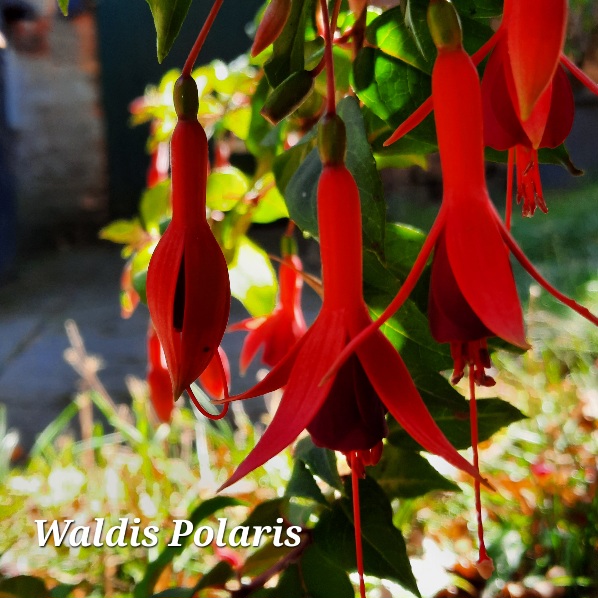 Waldis Polaris