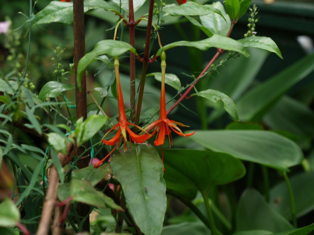 Fuchsia venusta