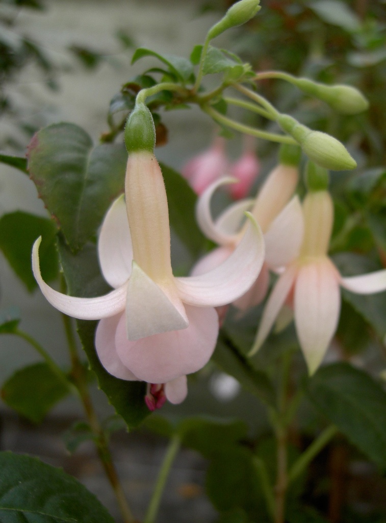 Countess of Aberdeen