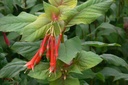 Fuchsia fulgens var. rubra grandiflora