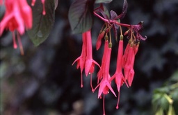 And. an Heinrich Henkel