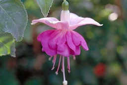 Armin von Spiegelberg