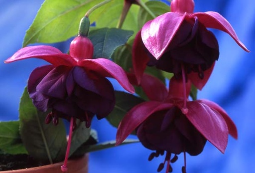 Botan. Garten München