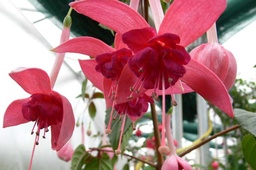 Frau Vreni Flückiger