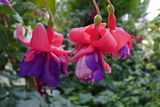 Fröhlicher Weinberg