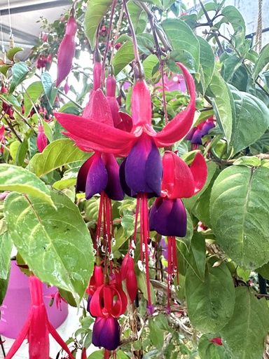 Gärtnermeister Gloßner