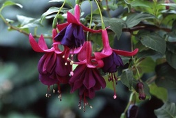 Gerwin van den Brink