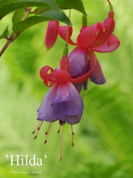 Hilda