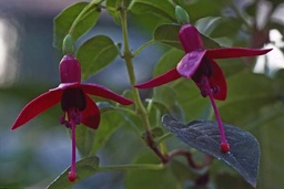 Janneke Brinkm.-Saletijn