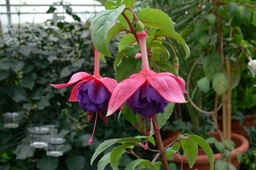 Kristel Vander Velde