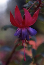 La Rochelle Atlantique