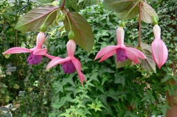 Lovely Robin Hermans