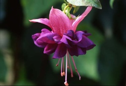 Palmengarten Frankfurt