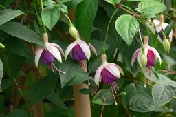 Rose of Castile Improved